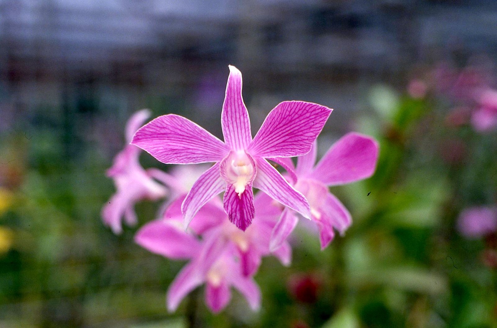 Orchids 35